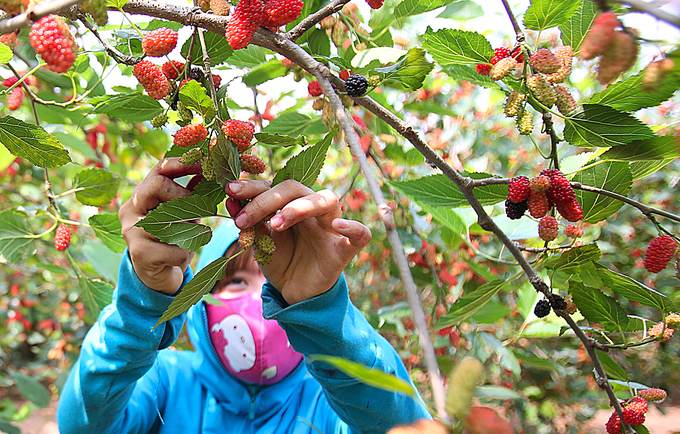 Nông dân Hà Nội vào mùa thu hoạch dâu chín
